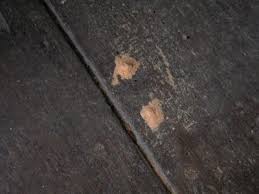 Beech wood flooring & furniture is a classic choice. Small Beetles Can Reduce Furniture To Dust News