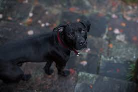 Because bats can be infected with and transmit rabies, permits are not granted for importing bats as pets. In Ontario You Can Legally Own A Tiger But Not A Pitbull