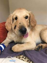 Golden retrievers have an instinctive love of water, and are easy to train to basic or advanced obedience standards. Hero 6 Month Old Golden Retriever Puppy Saves Human Mom From Rattlesnake In Arizona World Animal News