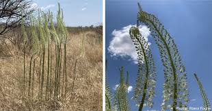 Image result for Drimia calcarata