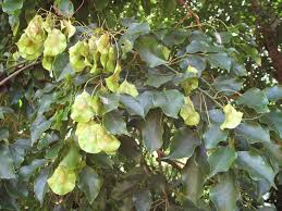 Image result for Pterocarpus lucens