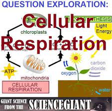 Question Exploration What Happens During Cellular Respiration Photosynthesis And Cellular Respiration Cellular Respiration Cellular