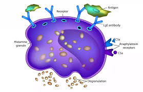 Image result for Mast Cell