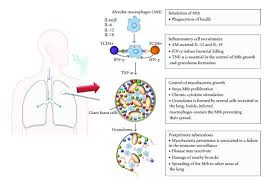 pathogenesis of tuberculosis tb pathogenesis can be divided