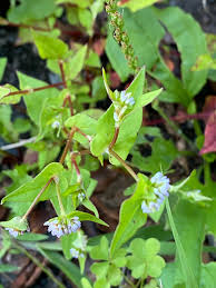 Image result for Persicaria nepalensis