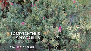 Image result for Lampranthus spp.