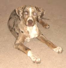 About Catahoulas