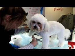 Mar 18, 2021 · the zuchon is a mix between the shih tzu and cavachon. How To Do Apuppy Cut On A Shih Tzu Bichon Style Youtube