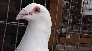 We did not find results for: White Racing Pigeons Birdtrader
