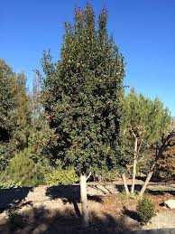 Image result for Syzygium staudtii