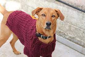 Come and see for yourself! Mischief Managed Dog Sweater Dog Sweater Pattern Crochet Dog Sweater Dog Jumper Knitting Pattern
