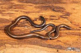 Image result for Acrotome mozambiquensis