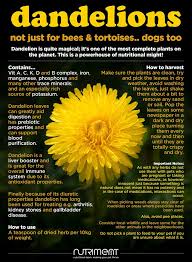 Put the prepared flowers and. Nutriment Dandelions Not Just For Bees Tortoises Facebook