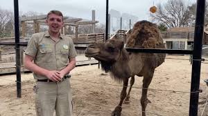 Introducing the camel basic camel keeping for the beginner author: Lincoln Children S Zoo Keeper Corner Camels Facebook