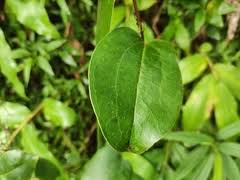 Image result for Smilax anceps