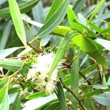 Image result for Eucalyptus citriodora