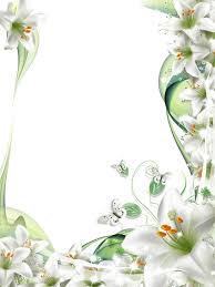 Flores White Lily Flower Flower Clipart Flower Frame
