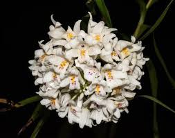 Image result for Polystachya melanantha