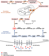 Pp & bussines (wa/line) linktr.ee/wownctzenid. Frontiers Targeting Pyrimidine Metabolism In The Era Of Precision Cancer Medicine Oncology