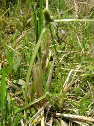 Image result for Kyllinga squamulata