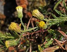 Image result for Erigeron steudelii