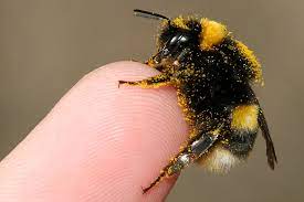 Welcome to the official hummel facebook page! Starthilfe Fur Hummelkoniginnen Nabu