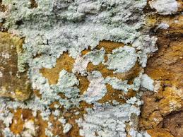 Image result for Diplocyclos tenuis