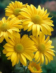 Image result for Chrysanthellum indicum