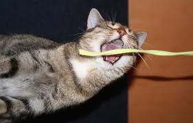 Why do cats like to chew on plastic bags? My Cat Ate A Piece Of Plastic