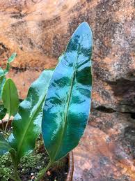 Image result for Elaphoglossum kivuense