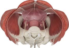 Download a free preview or high quality adobe illustrator ai, eps, pdf and high resolution jpeg versions. How We Re Developing The World S Most Advanced 3d Female Anatomy Model Complete Anatomy
