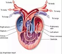 Can you name for four chambers of the human heart? What Are Two Differences Between A 3 Chambered Heart And A 4 Chambered Heart Quora