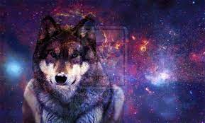 Free Download Galaxy Wolf Tumblr Images Pictures Becuo 800x483 For Your Desktop Mobile Tablet Explore 46 Galaxy Wolf Wallpaper Wolf Wallpapers Wolf Desktop Wallpaper Free 1920x1080 Cool Black Wolf Wallpaper Find the large collection of 4100+ galaxy background images on pngtree.