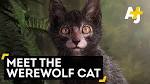 Cat-werewolves - a new breed: description, photo