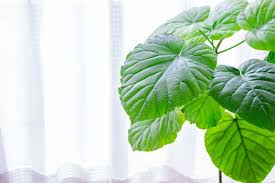 ウンベラータの枯れない育て方 植え替え方法や剪定のコツをご紹介 胡蝶蘭 スタンド花のプレミアガーデン