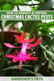 A tropical cactus with flat, segmented leaves, christmas cactus (schlumbergera x buckleyi) puts on a a colorful show during the winter holidays. Identify And Control 7 Common Christmas Cactus Pests Gardener S Path
