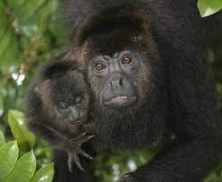 Alouatta Caraya The Black Howler Monkey The Free Information Society Monkey Howler Monkey Primates