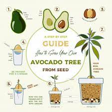 Avocado Tree Vector Growing Guide Green Simple Instruction To Grow Avocado Tree From Seed Avocado Life Cycle Grow Avocado Growing An Avocado Tree Avocado Tree