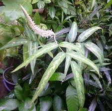 Image result for Uraria picta