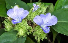 Image result for Barleria setosa