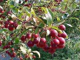 Pollinating in urban and suburban areas Trees For Oklahoma Gardens