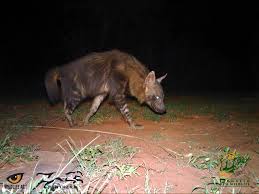 We did not find results for: Five Favourite Nocturnal African Animals Wildlife Act
