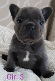 French bulldog information, how long do they live, height and weight, do they shed, personality traits, how much do they cost, common health issues. Beautiful Blue French Bulldog Puppies Girls Ready Now