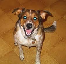 Check spelling or type a new query. Border Heeler Dog Breed Information And Pictures