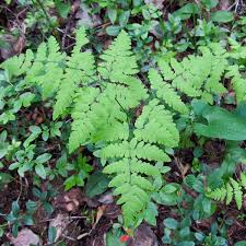 Image result for Gymnosporia oxycarpa