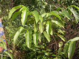 Image result for Milicia