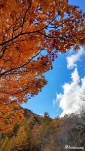 Cari gambar latar sekolah musim, pendaftaran di musim luruh, baru musim luruh percuma? Musim Semi Di Korea 1080x1440 Wallpaper Teahub Io