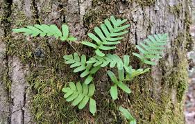 Image result for Pleopeltis