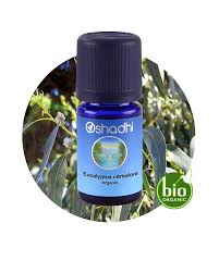 Image result for Eucalyptus citriodora