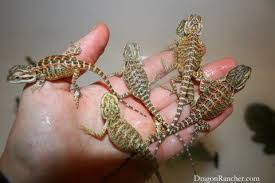 Baby Black Bearded Dragon For Sale Baby Bearded Dragons For Sale Animales Bonitos Animales